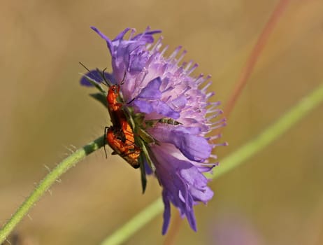 Mating of the red soft beetle with spectators