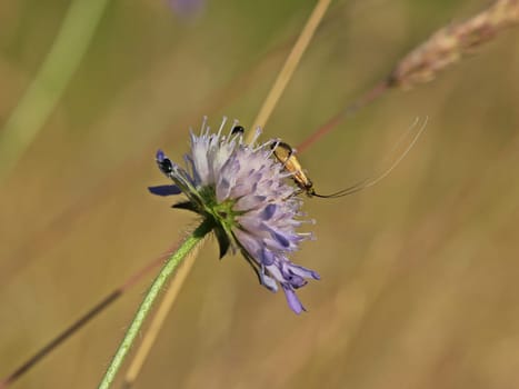 Longhorn moth (Nemophora metallica) on widow's flower