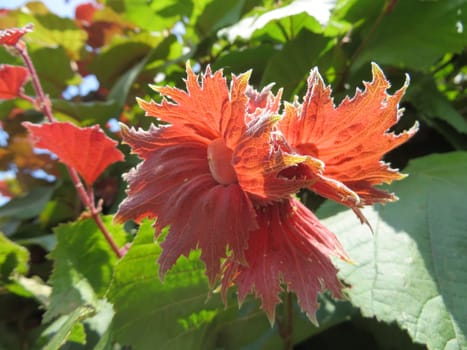 Hazelnut - Corylus maxima - Purpurea -