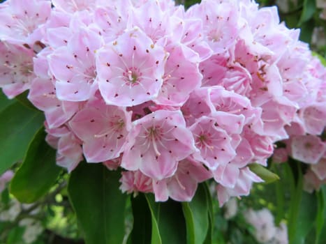 Bay rose - Kalmia latifolia