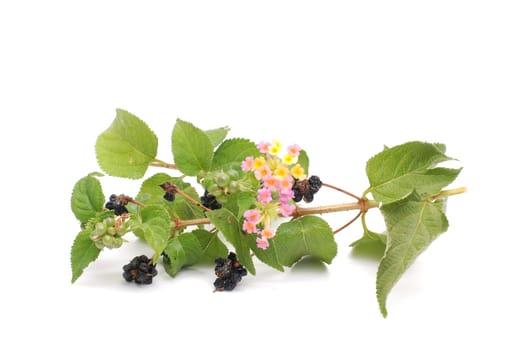 Blackberries