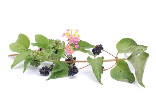 Blackberries
