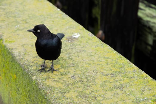 Blackbird on the Wall
