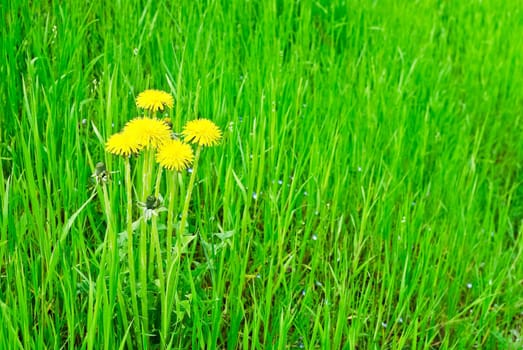 Dandelion in a meadow