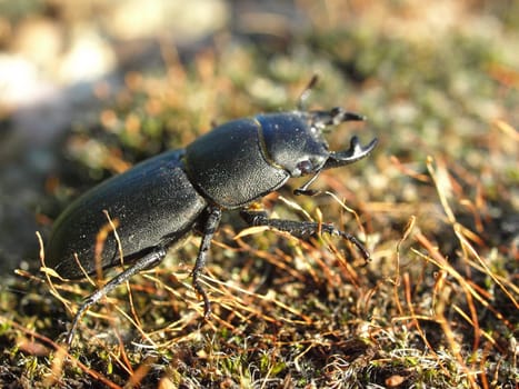 Lesser stag beetle