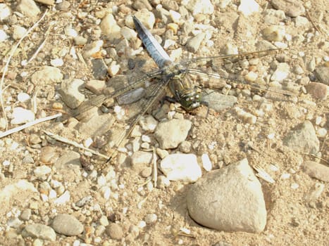 Flat-bellied dragonfly