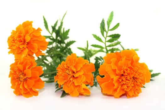 Tagetesblüten and leaves against a white background