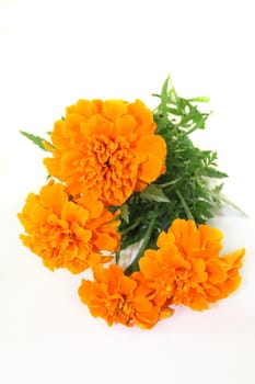 Tagetesblüten and leaves against a white background