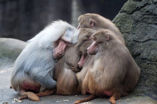 Baboons