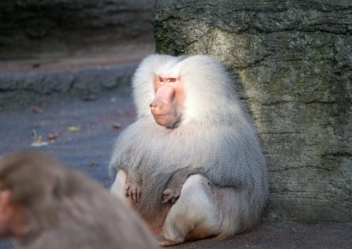 Baboon