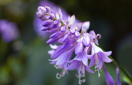 Purple-leaved Astilbe
