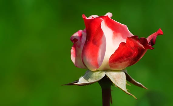 Rose red white