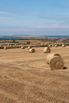 bales of hay on the coast at Newquay in Cornwall