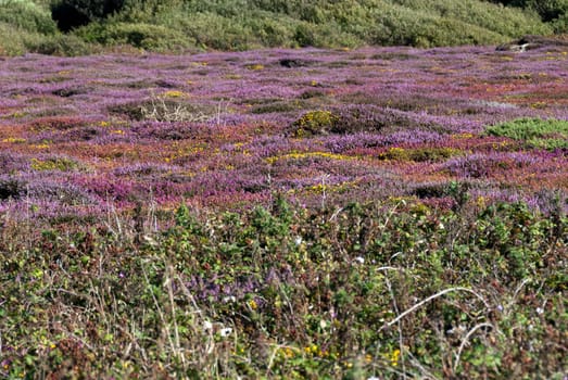 carpet of flowers at Land's End in Cornwall