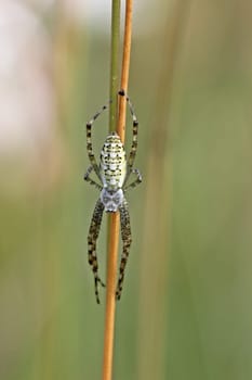 Wasp spider (Argiope bruennichi)