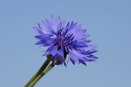 Cornflower