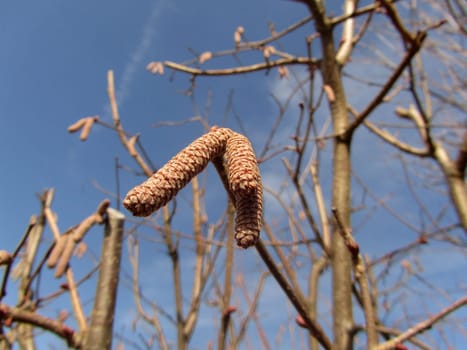 Hazelnut - Corylus avellana