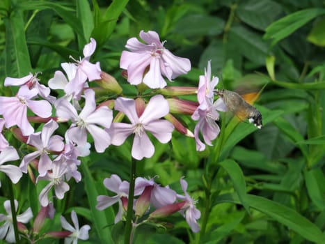Pigeon tail - Macroglossum stellatarum