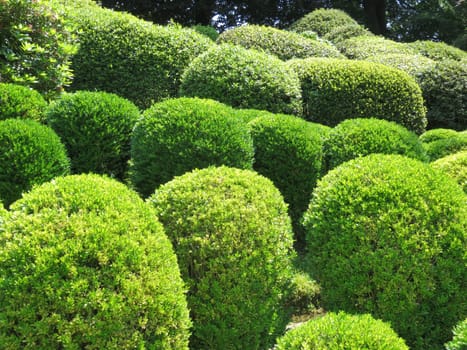 Boxwood balls - Buxus sempervirens