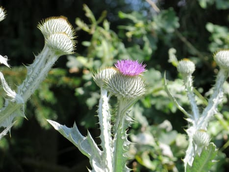 Milk thistle - Silybum marianum