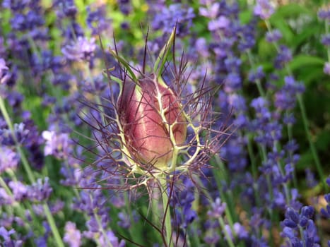 Seed capsule of a spinster in the green - Nigella damaszena