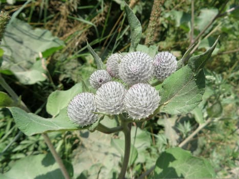 Felt burdock - Arctium tomentosum