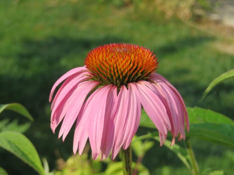 Purple coneflower - Echinacea purpurea