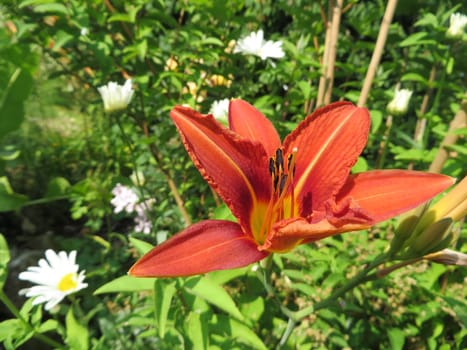 Yellow-red daylily - Hemerocallis fulva