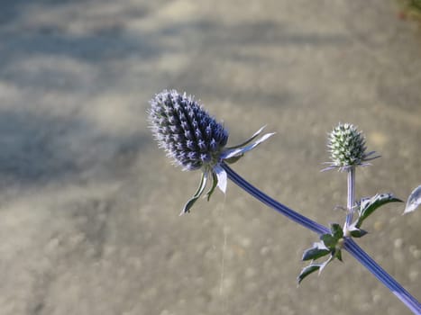 Flat-leaf manlitter - Eryngium planum