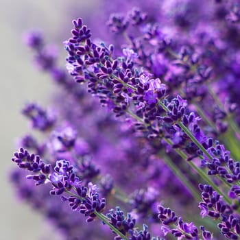 lavender flowers