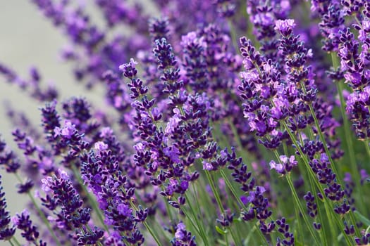 lavender flowers