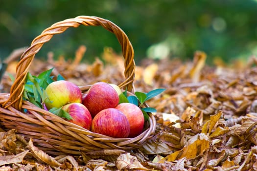 fresh apples in a basket in autumn garden