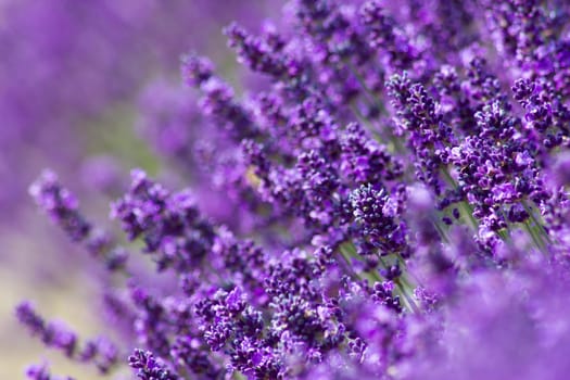 lavender flowers