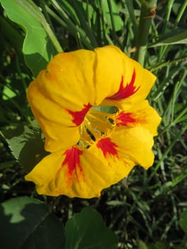 Nasturtium - Tropaeolum majus -
