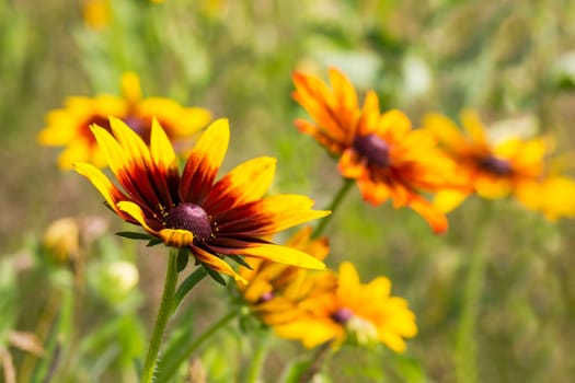 Rudbeckia flowers in nature