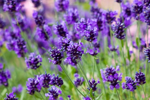 lavender flowers