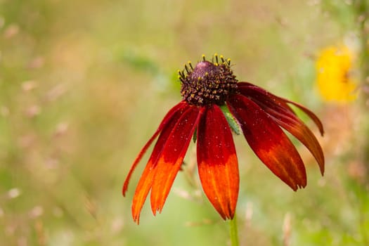 Rudbeckia flower in nature