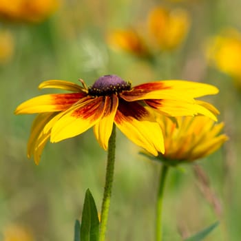 Rudbeckia flowers in nature