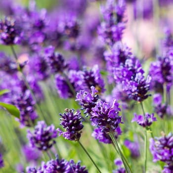 lavender flowers