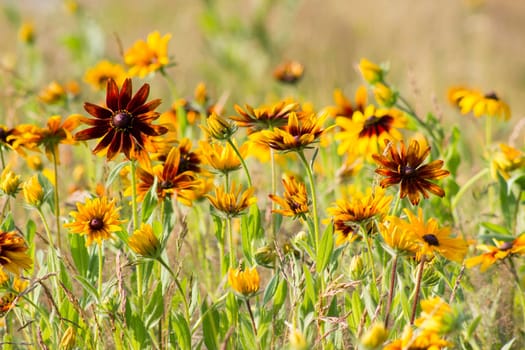 Rudbeckia flowers in nature
