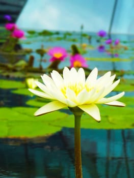 Cream colour water lilly blossoming in a pond in the Botanical garden of Singapore