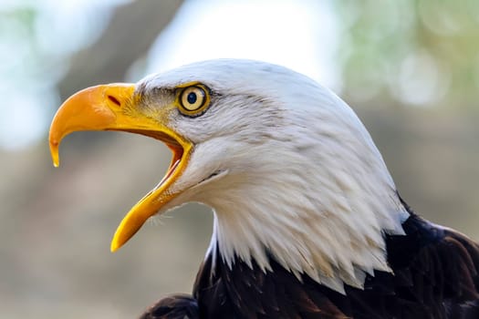 Portrait of a bald eagle lat. haliaeetus leucocephalus