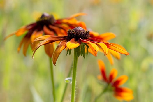 Rudbeckia flowers in nature