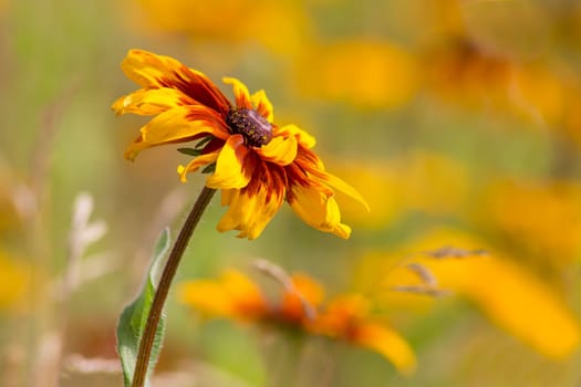 Rudbeckia flower in nature