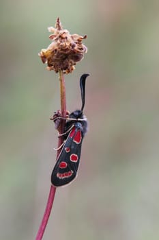 Sainfoin ram (Zygaena carniolica) on the Dörnberg