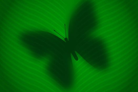 butterfly background