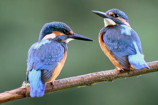 Kingfishers