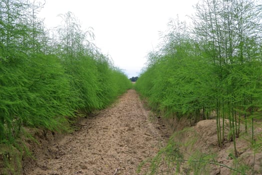 Asparagus in an asparagus field