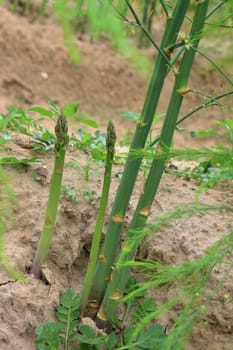 Asparagus in an asparagus field