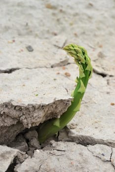 Asparagus in an asparagus field